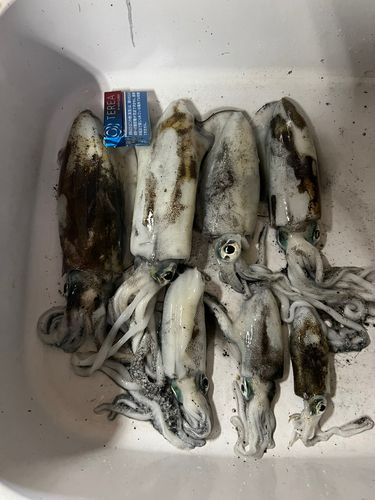 明石海峡