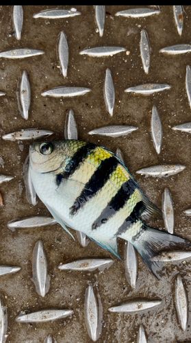 オヤビッチャの釣果