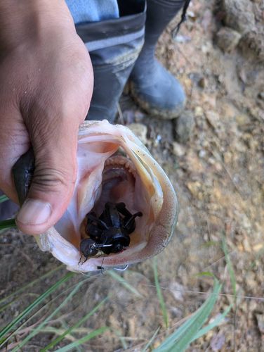 ブラックバスの釣果