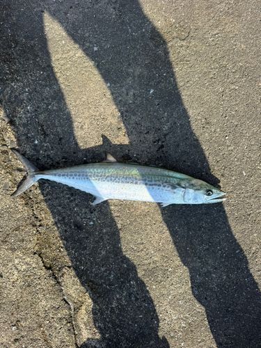 南港魚つり公園