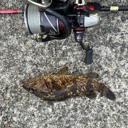 タケノコメバル