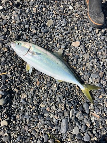 イナダの釣果