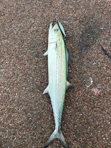 サゴシの釣果