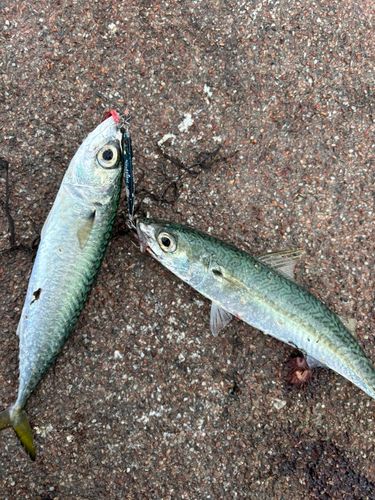 サバの釣果