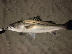 フッコ(マルスズキ)の釣果