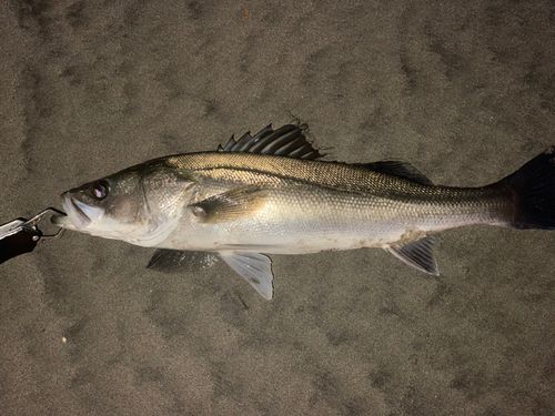 フッコ(マルスズキ)の釣果