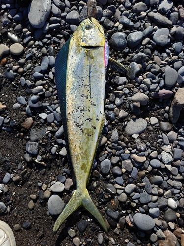 シイラの釣果