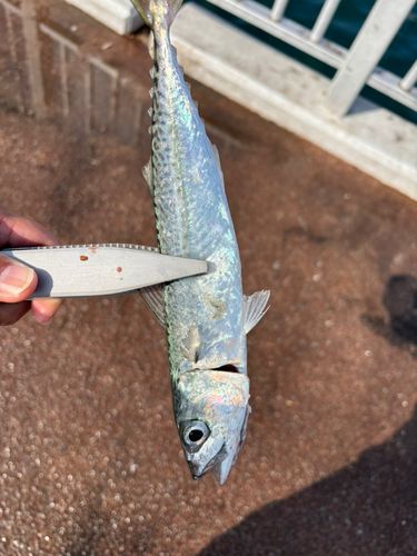サバの釣果
