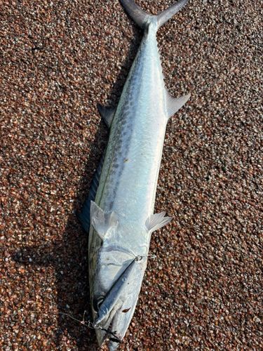 サゴシの釣果