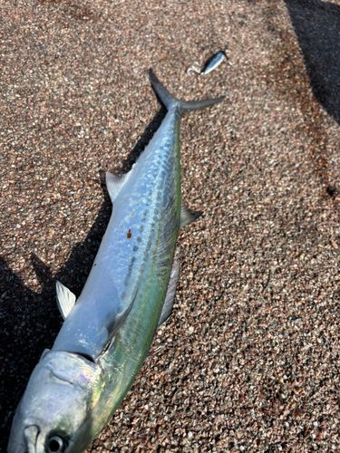 サゴシの釣果