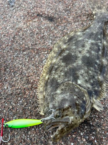 ヒラメの釣果