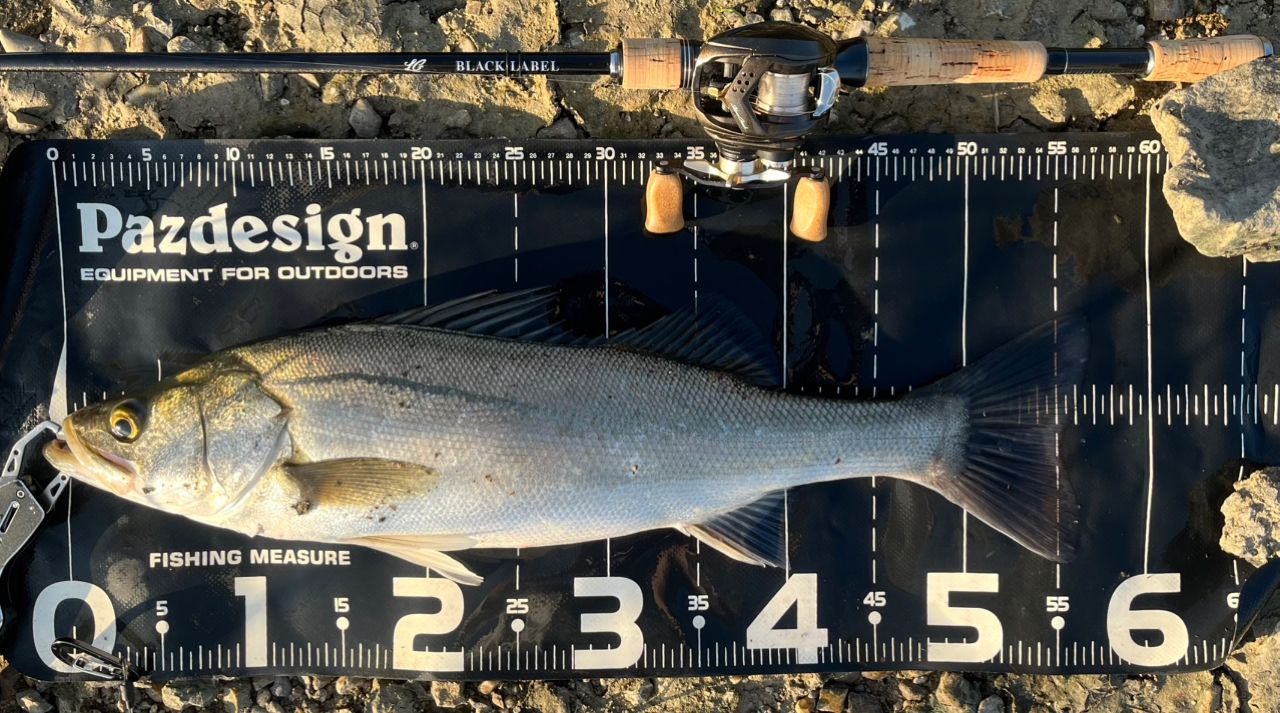 フッコ(マルスズキ)