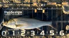 フッコ(マルスズキ)の釣果