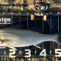 フッコ(マルスズキ)