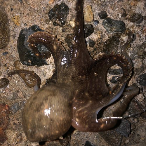 イイダコの釣果