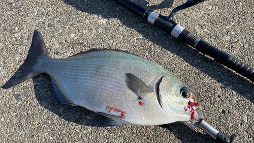 イスズミの釣果