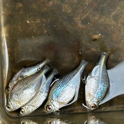 タイリクバラタナゴ