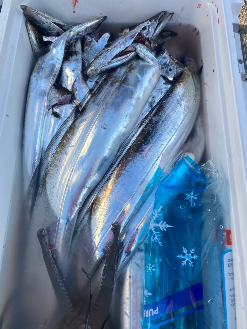 おじぱら a.k.a ジグ大好きオジサンさんの釣果 2枚目の画像