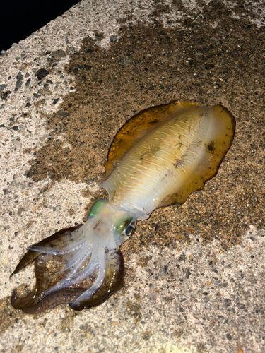 伊根湾