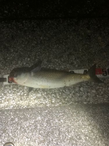 ボラの釣果
