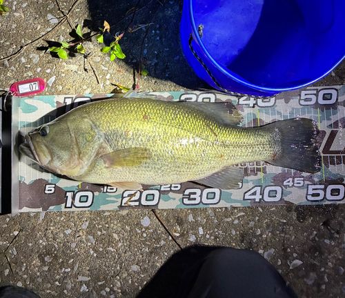 ラージマウスバスの釣果