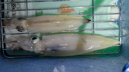 釜石湾