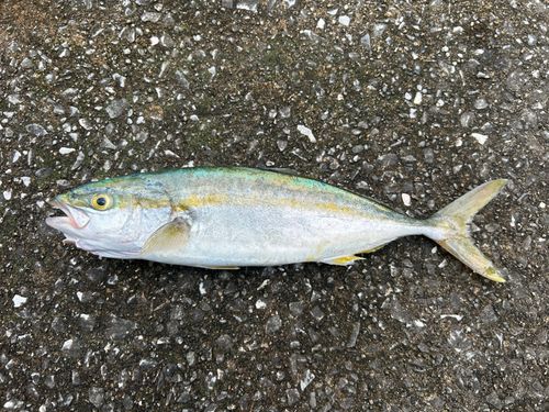 ヤズの釣果