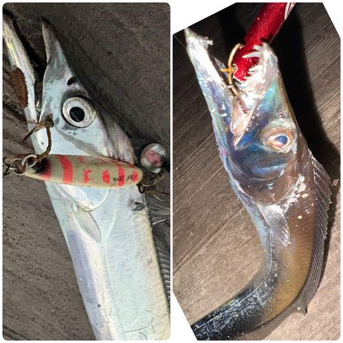 タチウオの釣果
