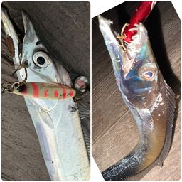 タチウオ