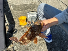 カサゴの釣果