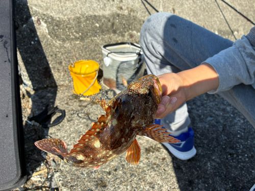 カサゴの釣果
