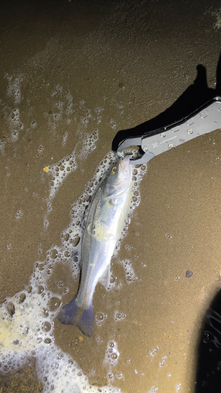 オーシャンゲート　906ML シーバス　値下げ Jackson オーシャンゲート シーバス JOG-906M-K SeaBassの最安値