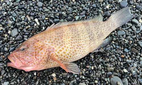 オオモンハタの釣果