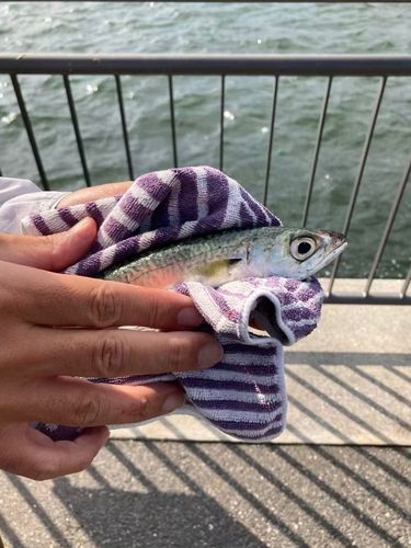 サバの釣果
