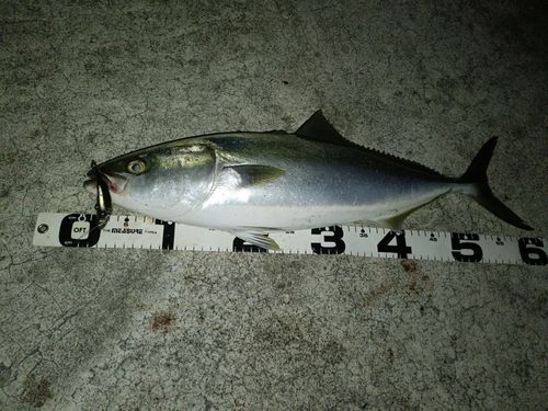 紀伊水道