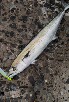 サゴシの釣果