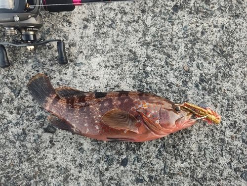 キジハタの釣果
