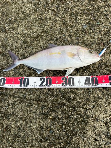 イナダの釣果