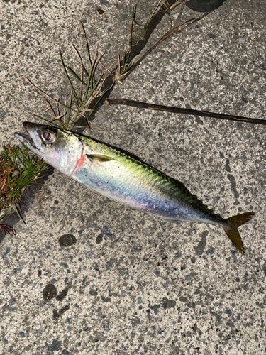 サバの釣果