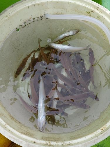 シロギスの釣果