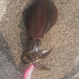 アオリイカ