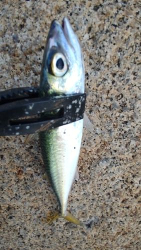 サバの釣果