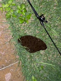 ツバクロエイの釣果