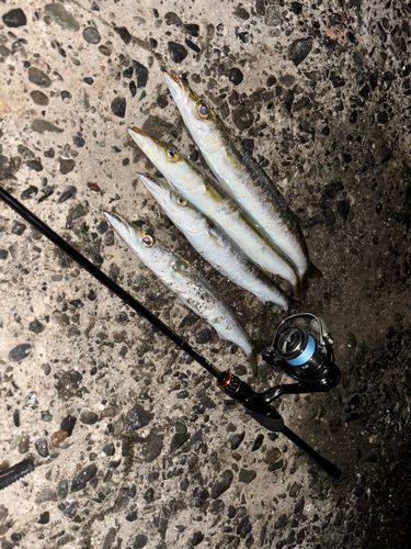 アカカマスの釣果