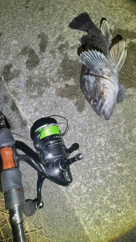 クロソイの釣果