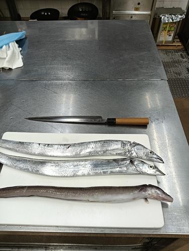 タチウオの釣果