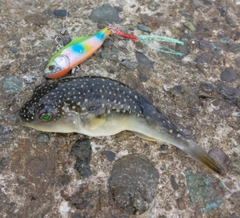 クサフグの釣果