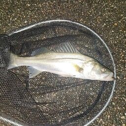 フッコ（マルスズキ）