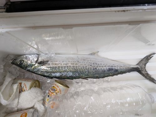 サゴシの釣果