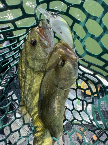 ブラックバスの釣果